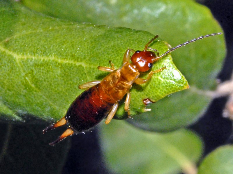 Forficula decipiens